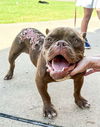 adoptable Dog in Mundelein, IL named Hooch