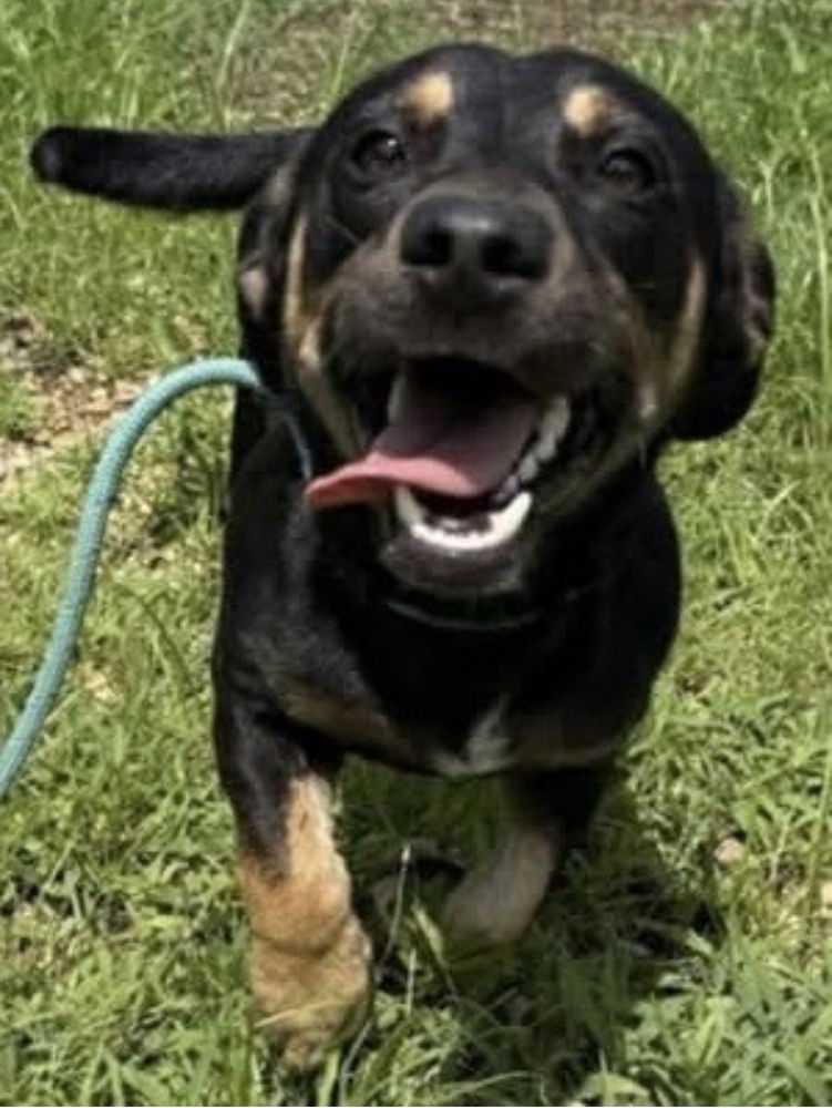 adoptable Dog in Mundelein, IL named Sheriff