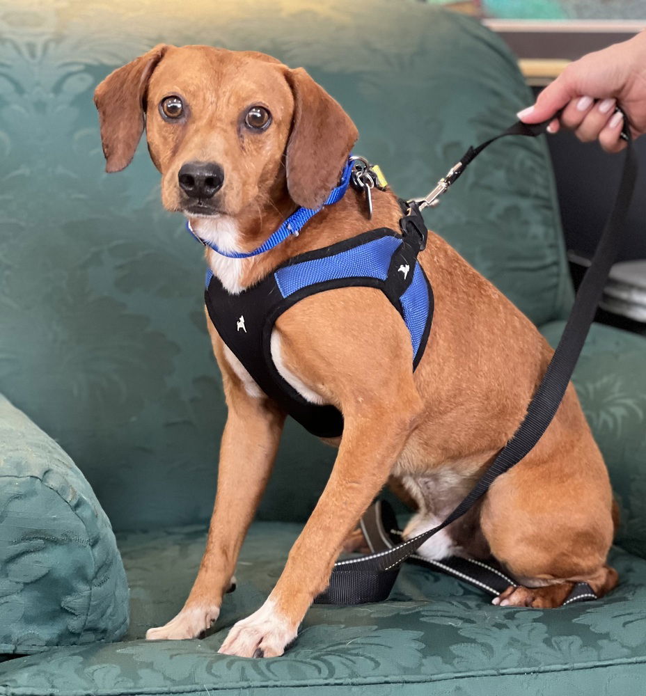 adoptable Dog in Mundelein, IL named Owen