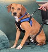 adoptable Dog in  named Owen