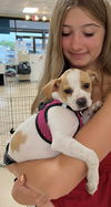 adoptable Dog in  named Sundae