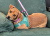 adoptable Dog in  named Bitsy