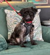 adoptable Dog in  named Linny