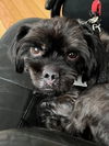 adoptable Dog in  named Linny