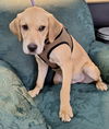 adoptable Dog in  named Teddy