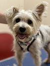 adoptable Dog in  named Iris