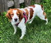 adoptable Dog in  named Malorie
