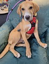 adoptable Dog in mundelein, IL named Bear