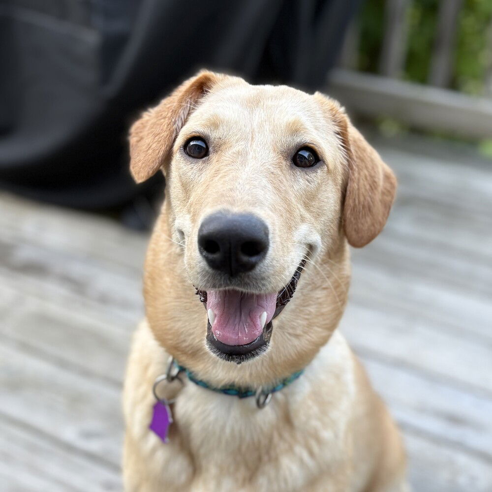 adoptable Dog in Mundelein, IL named Stevie Nicks