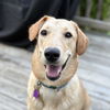 adoptable Dog in  named Stevie Nicks