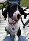 adoptable Dog in  named Loretta