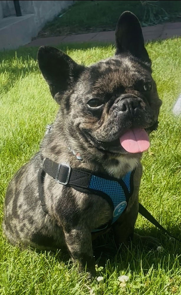 adoptable Dog in Mundelein, IL named Bentley