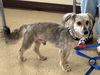 adoptable Dog in mundelein, IL named Ben