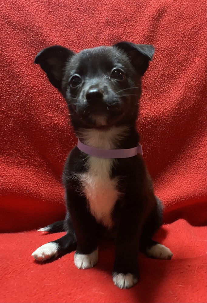 adoptable Dog in Mundelein, IL named Selma