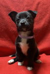 adoptable Dog in  named Selma