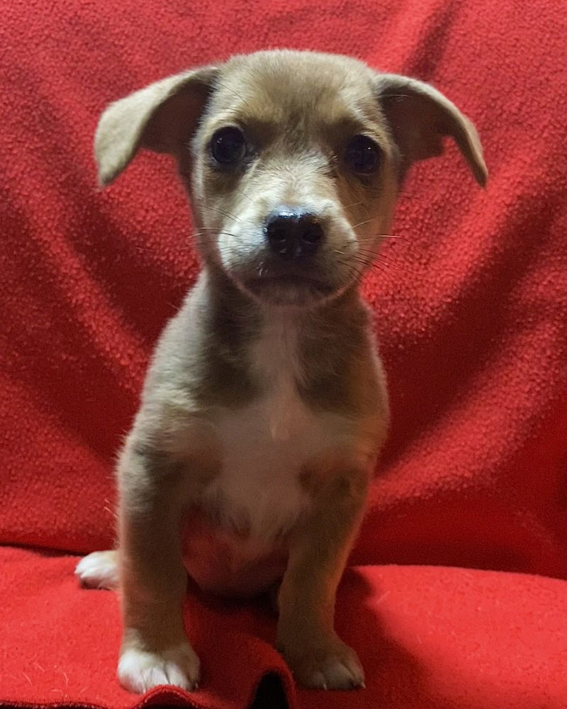adoptable Dog in Mundelein, IL named Sabrina
