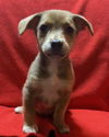 adoptable Dog in  named Sabrina