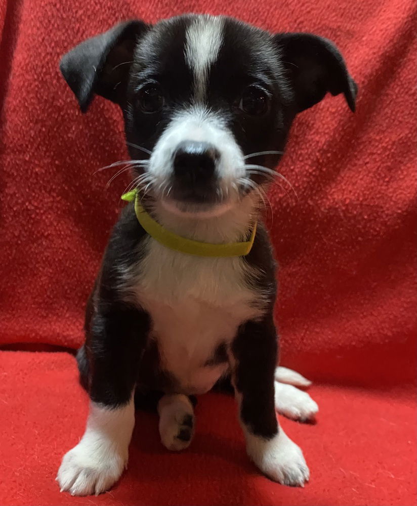 adoptable Dog in Mundelein, IL named Selene