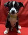 adoptable Dog in  named Selene