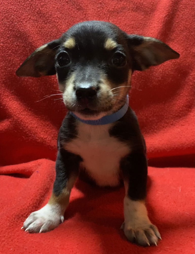 adoptable Dog in Mundelein, IL named Swaggy B