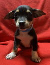 adoptable Dog in  named Swaggy B