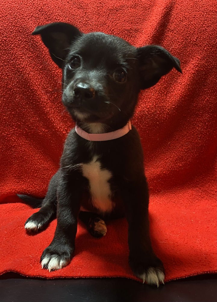 adoptable Dog in Mundelein, IL named Skylar