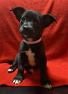 adoptable Dog in  named Skylar