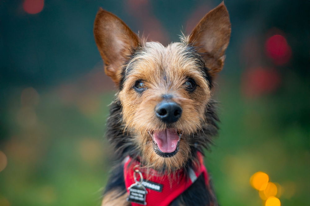 adoptable Dog in Mundelein, IL named Tucci