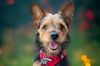 adoptable Dog in mundelein, IL named Tucci