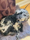 adoptable Dog in mundelein, IL named Ozark