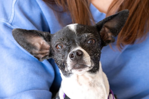 Betta Fish, an adoptable Chihuahua in Mundelein, IL