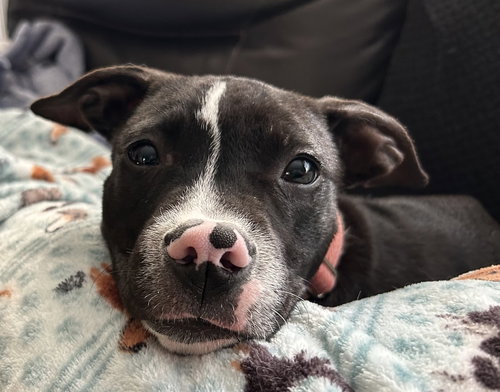 picture of the dog needing adoption