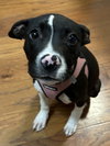 Jasmine - Photo 4