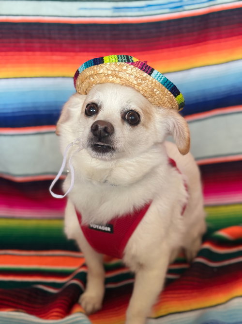 TUFF - Chihuahua available for adoption