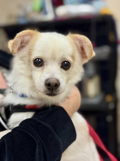 TUFF - Chihuahua available for adoption