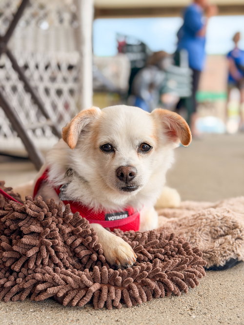TUFF - Chihuahua for adoption in Kenosha