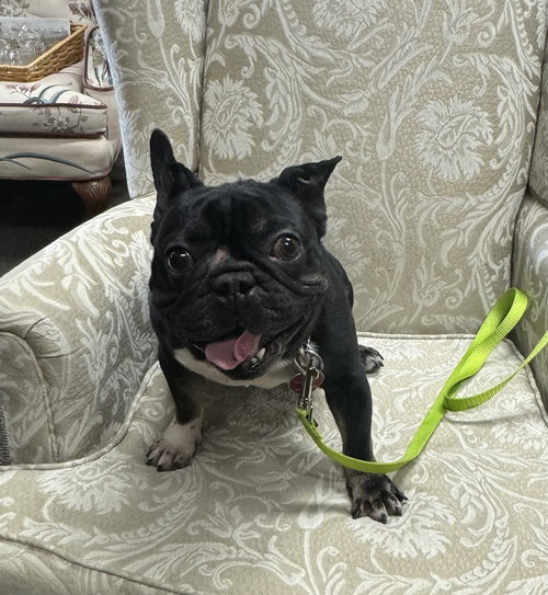 WEEZER - French Bulldog available for adoption