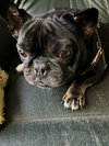 Weezer - Photo 1