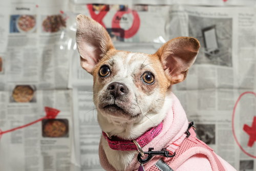 picture of the dog needing adoption