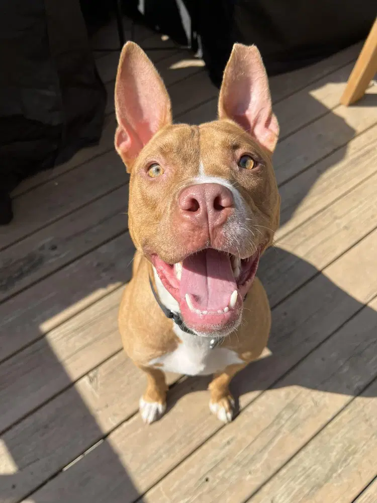 Harrison Ford - Pit Bull Terrier