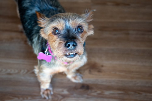 picture of the dog needing adoption