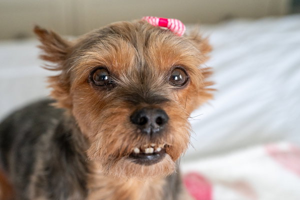 Rosie