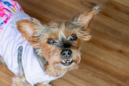picture of the dog needing adoption