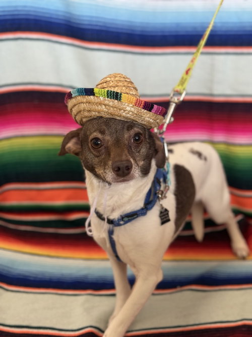 Silo, an adoptable Chihuahua in Mundelein, IL