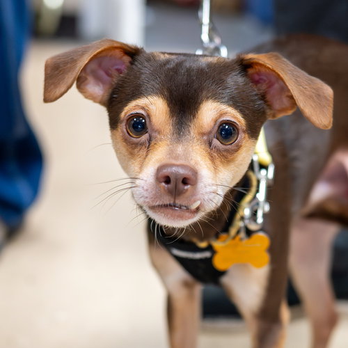 Cliff, an adoptable Chihuahua in Mundelein, IL