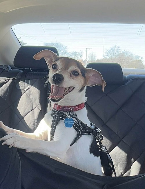 Reed, an adoptable Chihuahua in Mundelein, IL