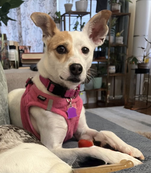 KELLIE - Jack Russell Terrier available for adoption