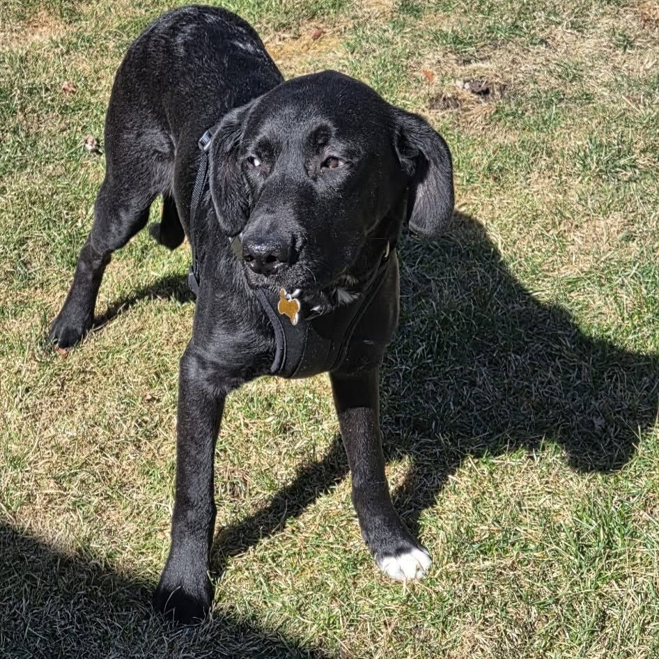 Labrador Retriever