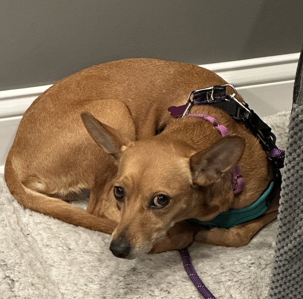 Miniature Pinscher