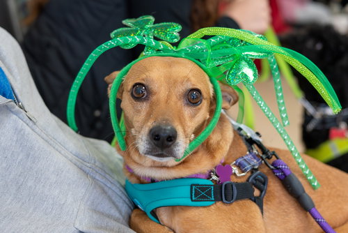 Honey, an adoptable Miniature Pinscher in Mundelein, IL